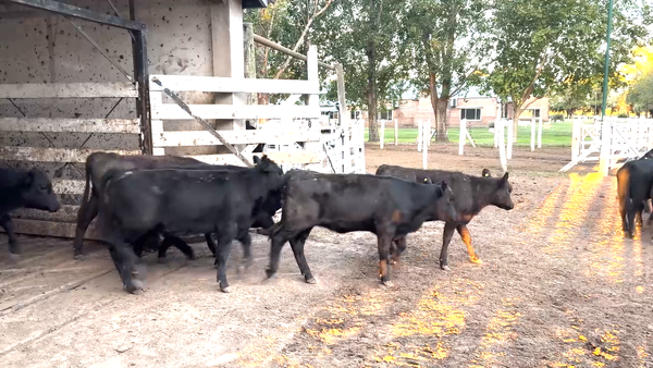 Lote 19 Terneras
