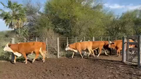 Lote 56 Vaquillonas preñadas en Pto. Eva Perón, Chaco