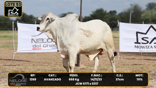Lote LOTE 53