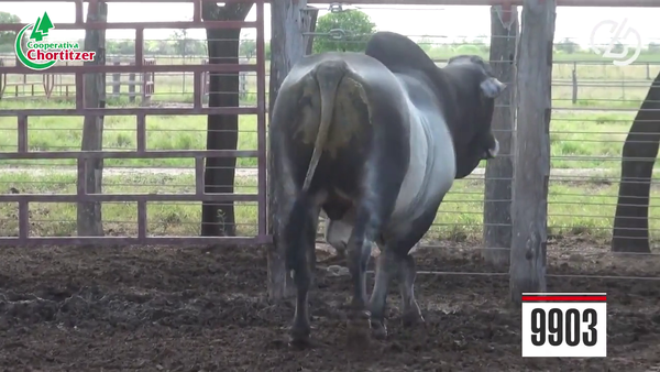 Lote Brahman