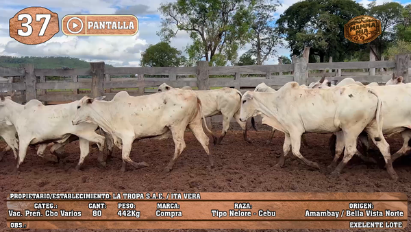 Lote LOTE 37 - POR PANTALLA