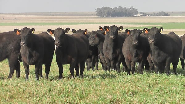 Lote VAQ.  ANGUS NEGRAS MAS  PARICIÓN DE OTOÑO