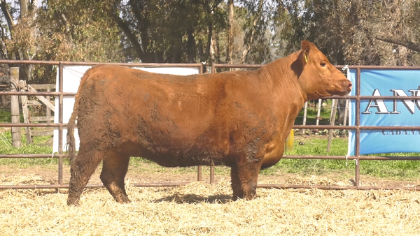 Lote VAQUILLONAS ANGUS  PP