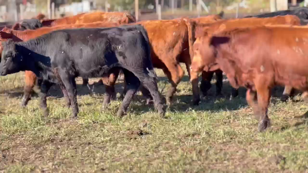 Lote 60 Terneros/as en Cañuelas, Buenos Aires