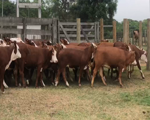 Lote 44 Vaquillonas en Ituzaingó, Corrientes