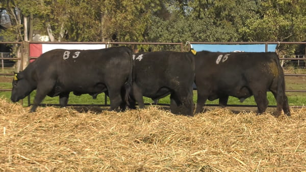 Lote TOROS ANGUS NEGROS PC