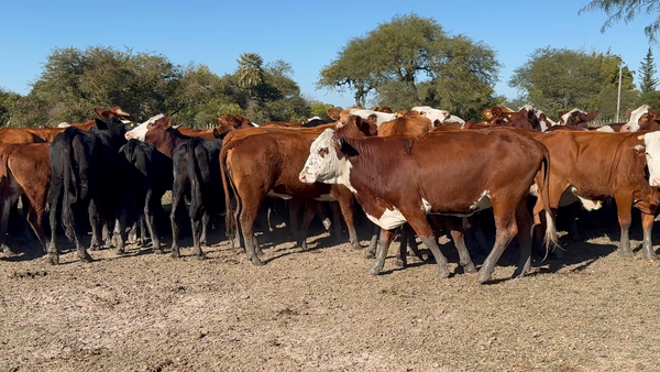 Lote 75 Vaquillonas preñadas en Corrientes, Yataití Calle