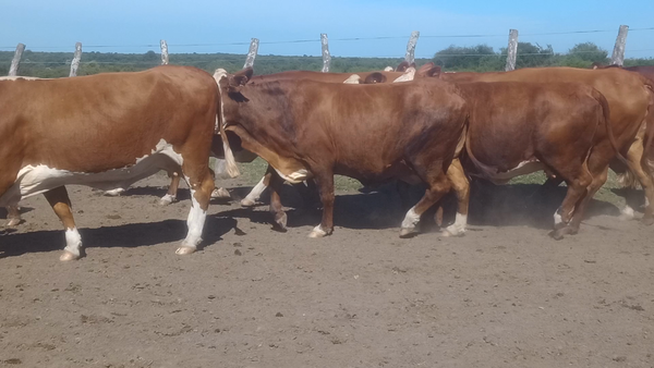  44 Vacas CUT preñadas