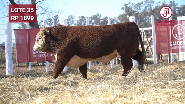 Lote Toro PR