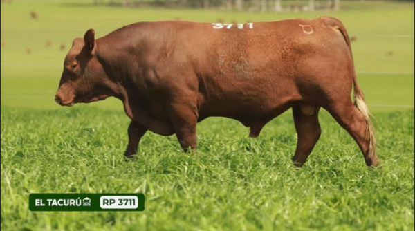 Lote Toros, Montevideo