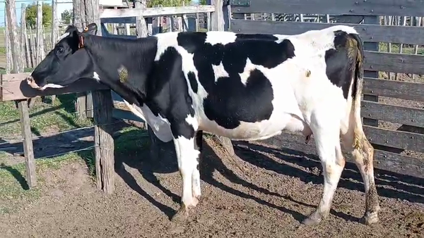 Lote Vaca 450kg - , San José