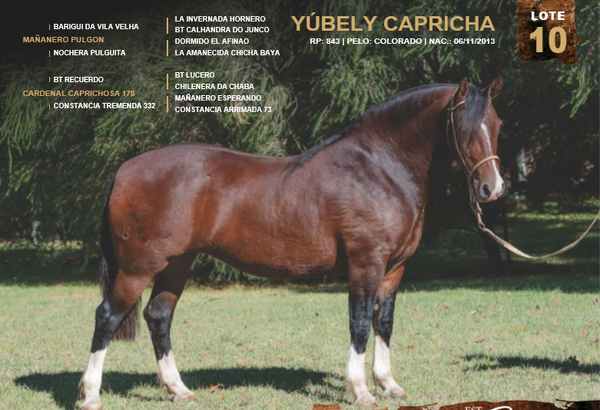 Lote YÚBELY CAPRICHA