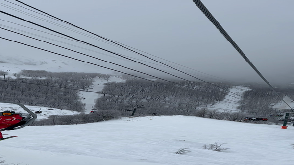 Lote Terneros/as en 9 de Julio, Buenos Aires