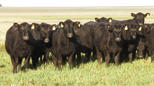 Lote LA LEGUA: VAQ. ANGUS NEGRAS P. CONTROLADAS C/GTÍA DE PREÑEZ