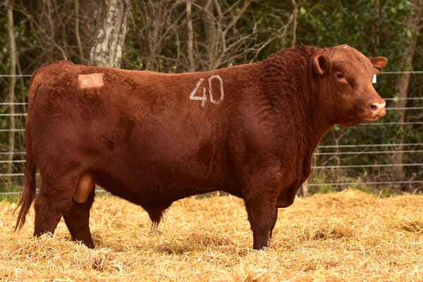 Lote TOROS ANGUS PC