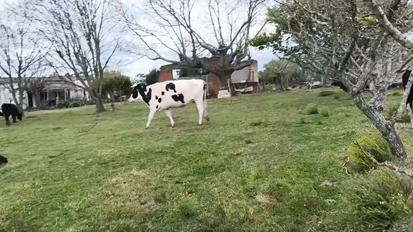 Lote Vaca, San José