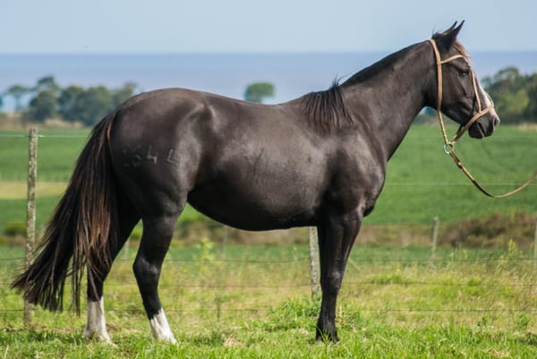 Lote CONSTANCIA RANURA 1644