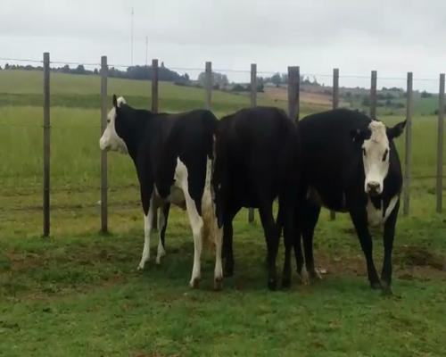 Lote (Vendido)3 Vaquillonas 1 a 2 años 430kg - , Colonia