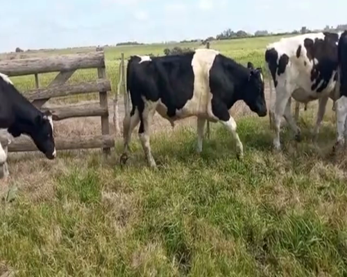 Lote (Vendido)10 Novillos holando 350kg -  en Colonia Italia