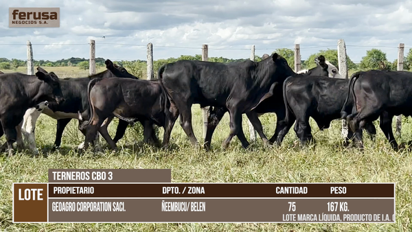 Lote LOTE 7