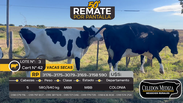 Lote 5 Vaca en Estanzuela, Colonia