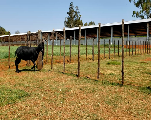 Lote Macho P2 87kg -  en Santa Rita