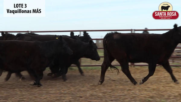 Lote VAQUILLONAS PREÑADAS