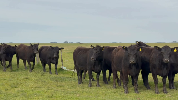 Lote 35 Vaquillonas c/garantía de preñez