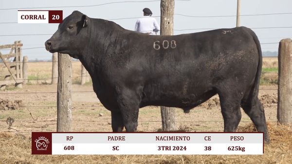 Lote Toros BRANGUS NEGRO EL AMPARO