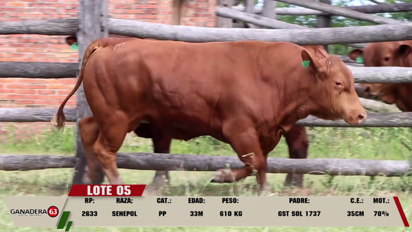 Lote LOTE 5