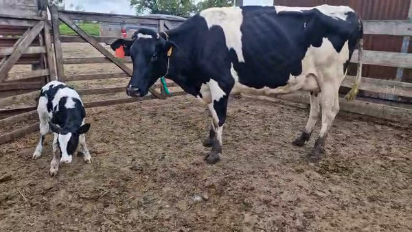 Lote 2 Vaca, San José