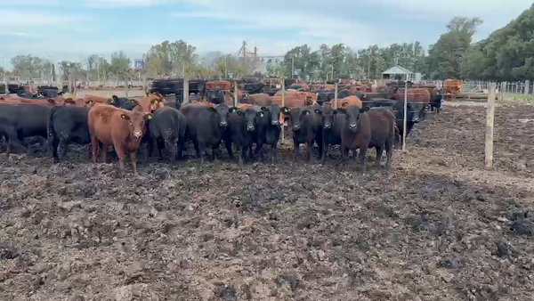 Lote 43 Vaquillonas faena