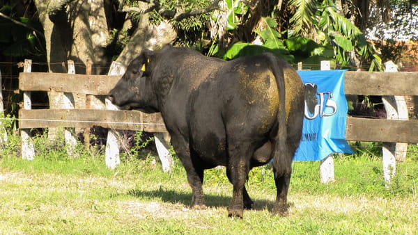 Lote CABAÑA COEMBOTÁ: RP 599