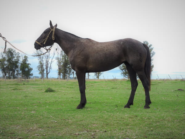 Lote NUEVA EL TACUARAL - R.P. 312