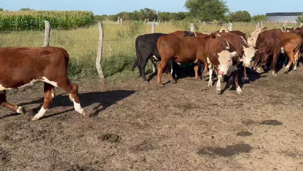Lote 110 Novillitos en Maciá, Entre Ríos