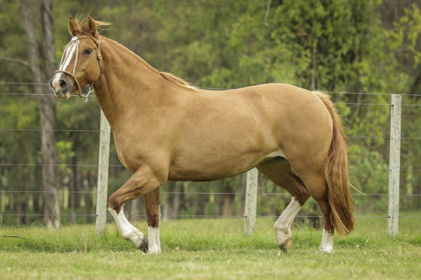 Lote IMILA DE LA COLINA R.P 177