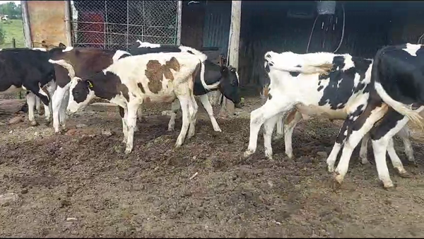 Lote 11 Terneros Holando en Carretero