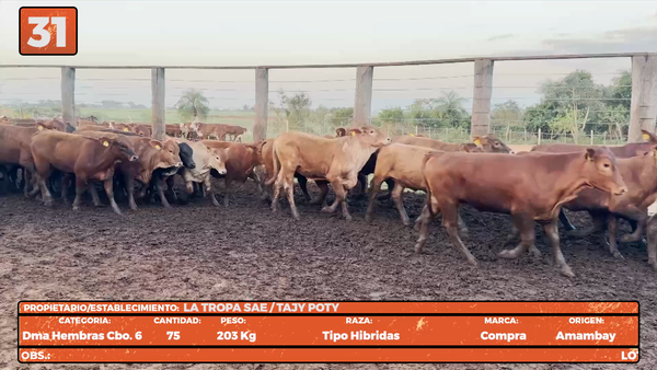 Lote LOTE 31