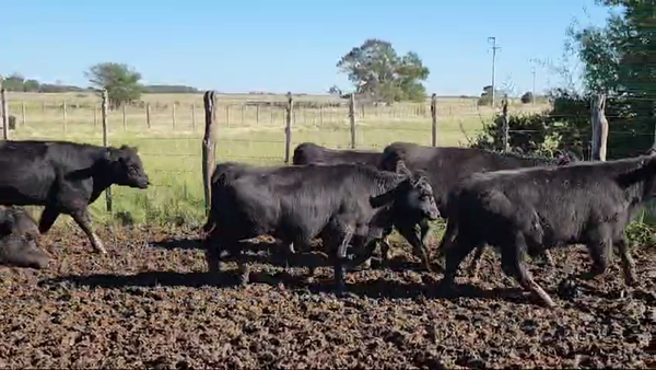 Lote 30 Terneros en Veronica, Buenos Aires