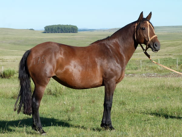 Lote Enramada del Cerro Grande