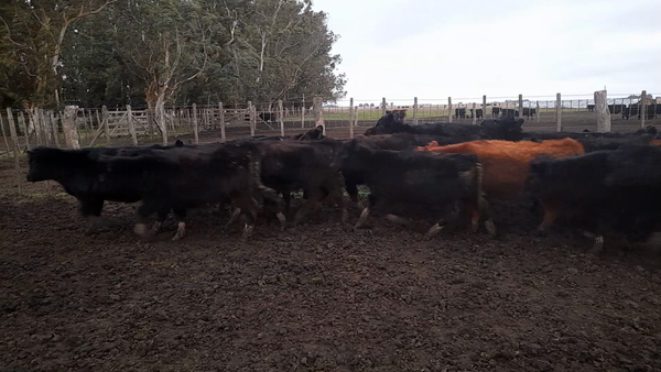 Lote 37 Terneras en Laprida