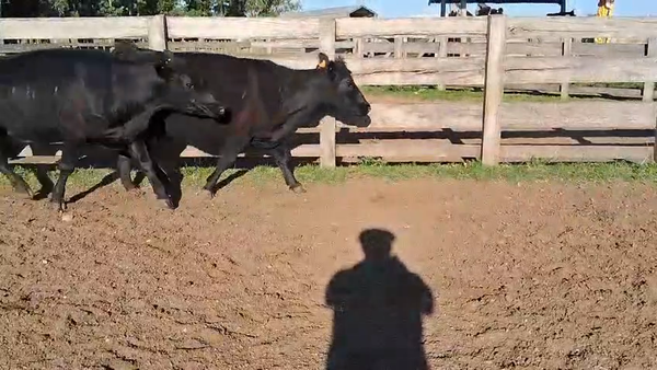 Lote VACAS PREÑADAS