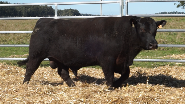 Lote 3 Toros, Artigas