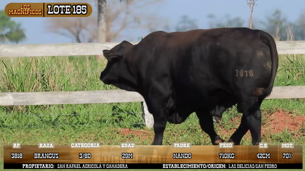 Lote LOTE 185