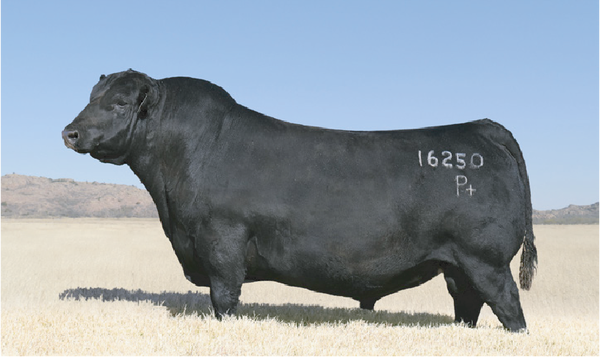 Lote RP 1317