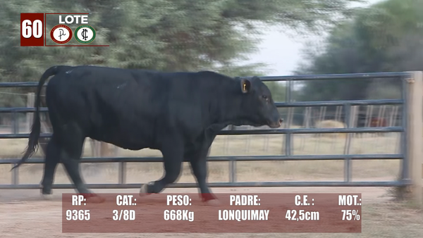 Lote Lote 60