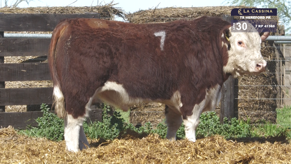 7 41360 — TOROS HEREFORD PURO REGISTRADOS