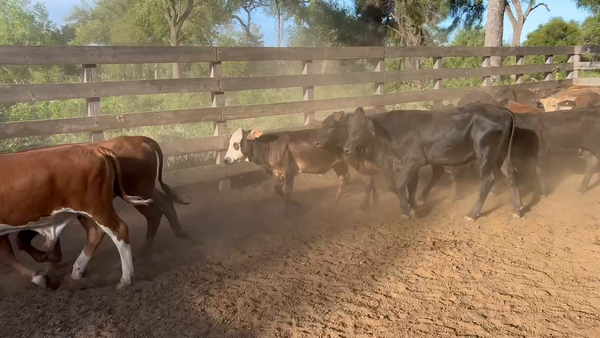 Lote 70 Terneros/as en Juan José Castelli, Chaco