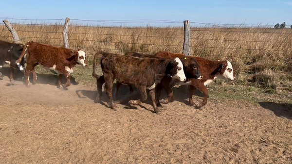 Lote 50 Terneros/as en Corrientes, Saladas