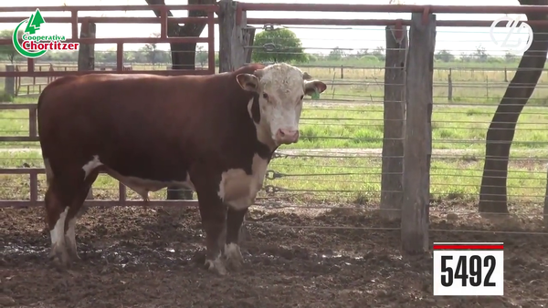 Lote Hereford